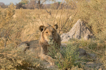 lions in BWA