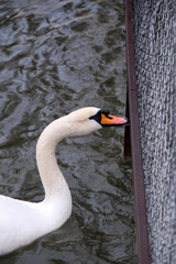 swan on the lake