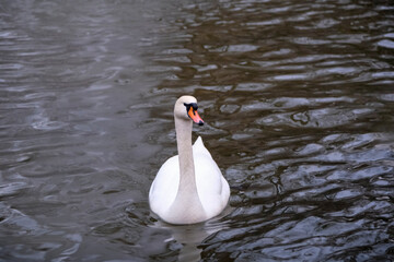 Swan swimming on the lake