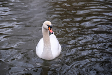 Swan swimming on the lake