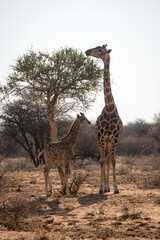 An adult and a baby giraffe stood in the shade of a tree on the arid plains of northern Namibia
