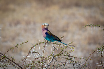 A brightly colored lilac breasted roller perched on the thorny branch of an acacia in the grasslands of Etosha National Park, Namibia