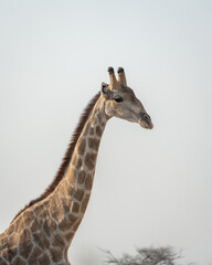 A close up portrait of a giraffe against a clear sky in the setting sun in Etosha National Park, Namibia