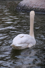 Swan swimming on the lake