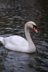 Swan swimming on the lake