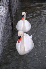 Swans swimming on the lake