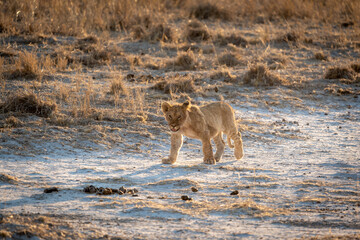 A young lion cub walking across the grassland as the sun sets in Etosha National Park, Namibia