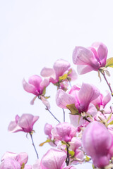 Pink magnolia flowers. Flower bud on a tree branch in the garden. Spring blooming nature