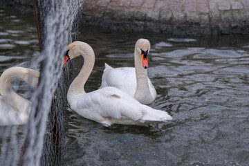 Swans swimming on the lake