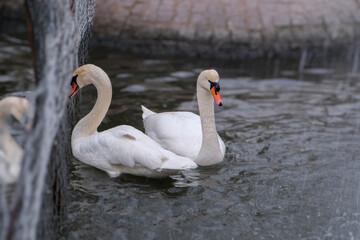 Swans swimming on the lake
