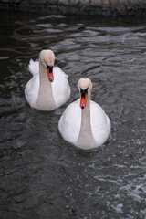 Swans swimming on the lake