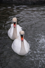 Swans swimming on the lake