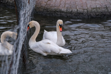 Swans swimming on the lake