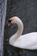 Swans swimming on the lake