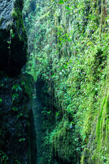 Creative and artistic composition in the Cueva del Esplendor, cave of splendor, Jardin, Jardín, Antioquia, Colombia. Rain falling into a cliff and on green lush tropical vegetation.