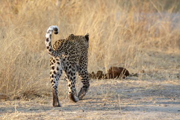 leopard in BWA