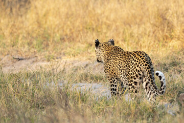 leopard in BWA