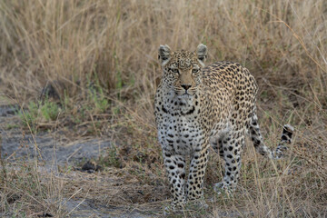 leopard in BWA