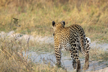 leopard in BWA
