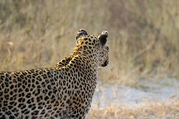 leopard in BWA