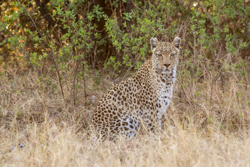 leopard in BWA