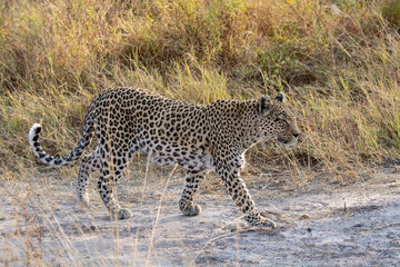 leopard in BWA