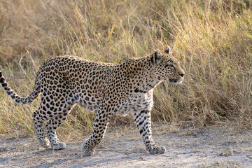 leopard in BWA
