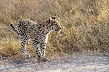 leopard in BWA