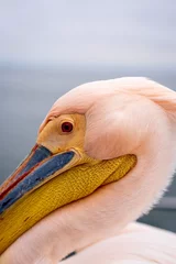 Extreme close up of the side of the head of a large Great White Pelican on a boat in Walvis Bay, Namibia © Chris White