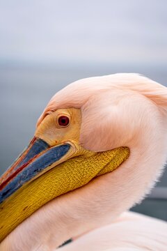 Extreme close up of the side of the head of a large Great White Pelican on a boat in Walvis Bay, Namibia