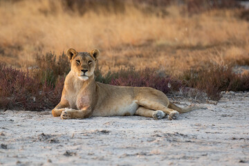 lions in BWA