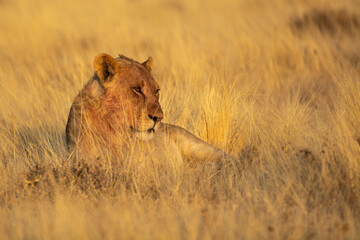 lions in BWA