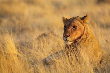 lions in BWA