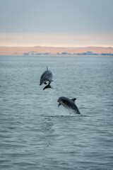 Two bottle-nosed dolphins playing and leaping out of the water in the Atlantic Ocean off the coast of Walvis Bay, Namibia