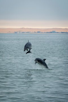 Two bottle-nosed dolphins playing and leaping out of the water in the Atlantic Ocean off the coast of Walvis Bay, Namibia
