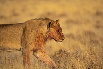 lions in BWA