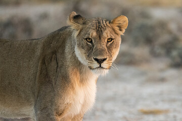 lions in BWA