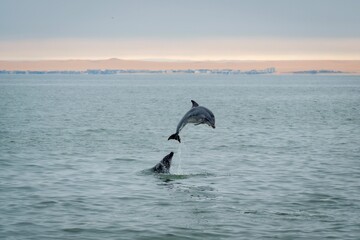 A bottle-nosed dolphin playing and leaping out of the water in the Atlantic Ocean off the coast of Walvis Bay, Namibia