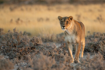 lions in BWA