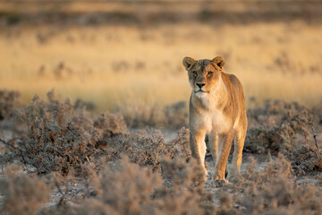 lions in BWA