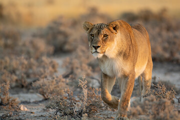 lions in BWA