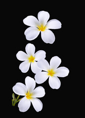 Plumeria, frangipani flowers isolated back background. transparent.