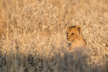 lions in BWA