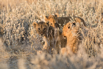 lions in BWA