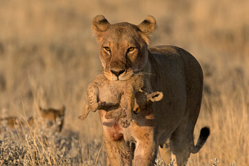 lions in BWA