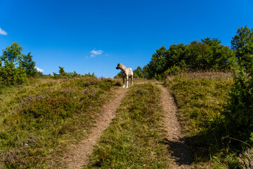 Obraz premium dog on the hiking road