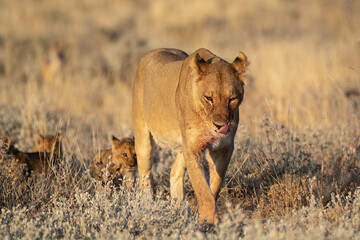 lions in BWA