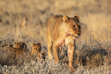 lions in BWA