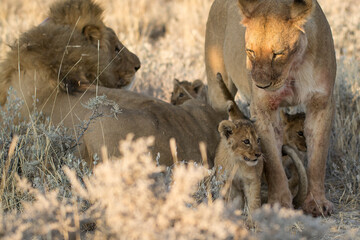 lions in BWA