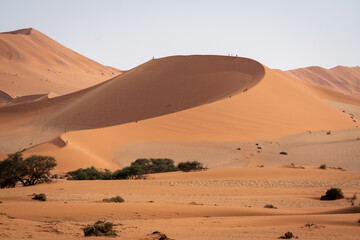 The sweeping ridge of a huge sand dune with one side catching the sun and the other side in shade in Sossusvlei, Namibia
